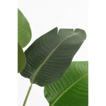 Kunstplant Bananenboom - H120 x Ø30 - Groen - Afbeelding 2
