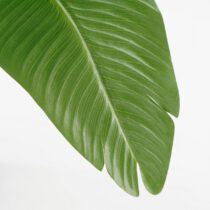 Kunstplant Bananenboom - H120 x Ø30 - Groen - Afbeelding 3